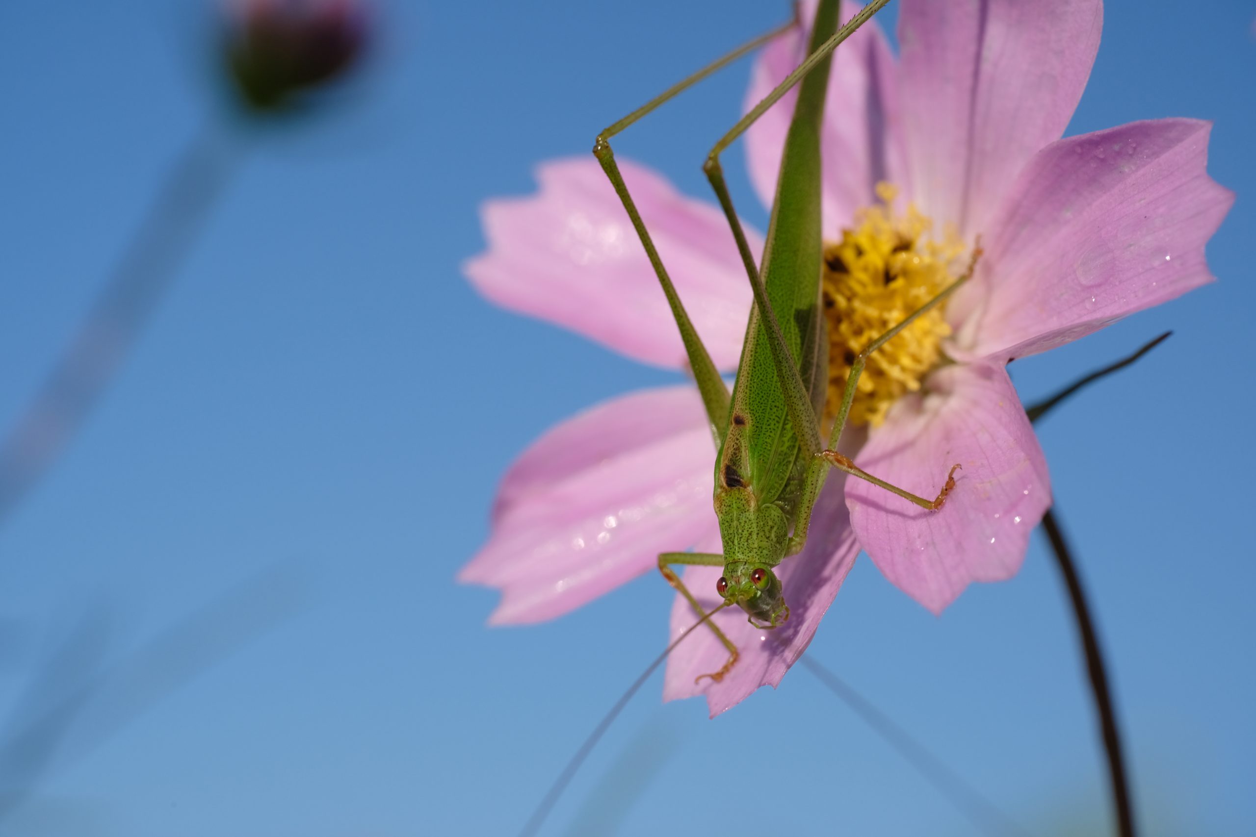 X-E4 2022-09-16 06:40:58 f/9 1/150sec ISO-250 50mm Horizontal (normal)