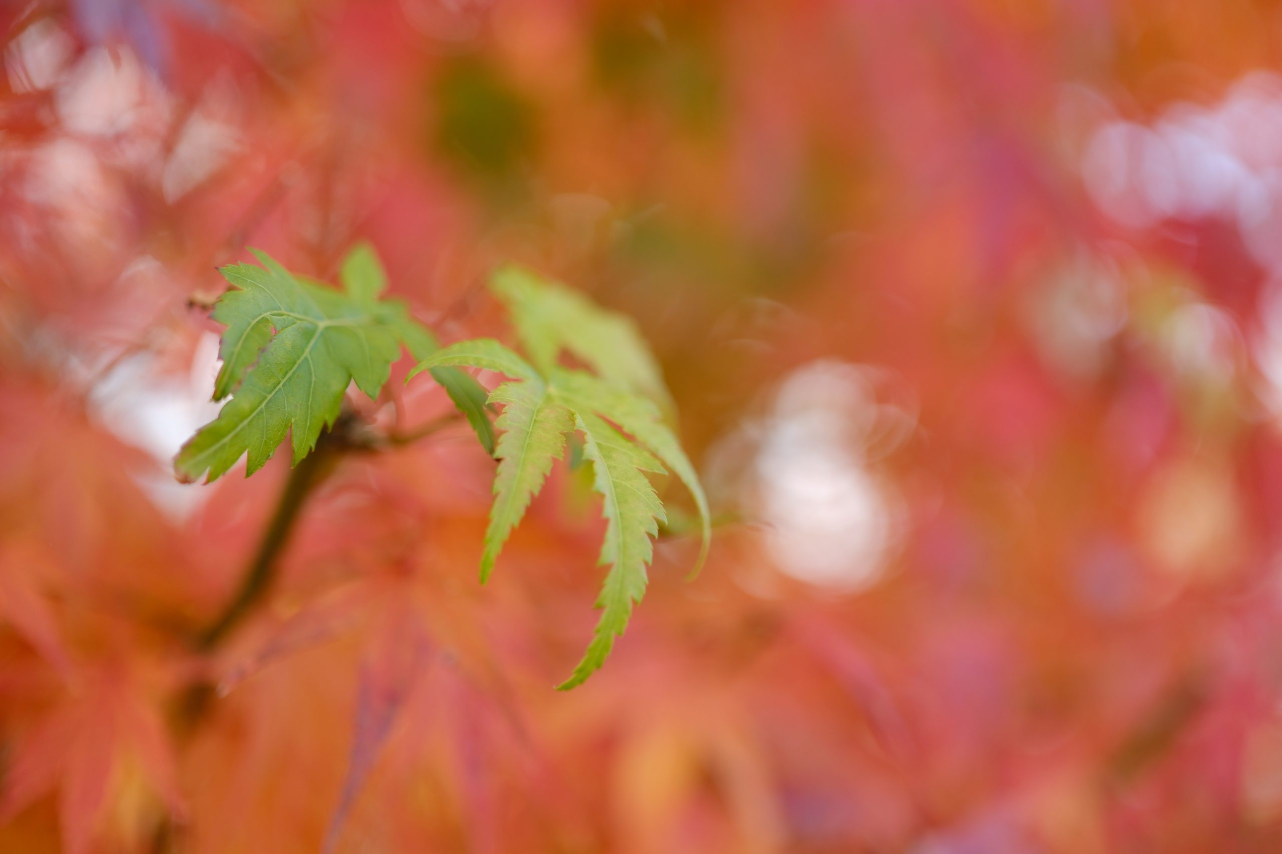 X-T5 2022-12-03 09:29:09 Y.Ishiwata f/1.4 1/800sec ISO-125 33mm Horizontal (normal)