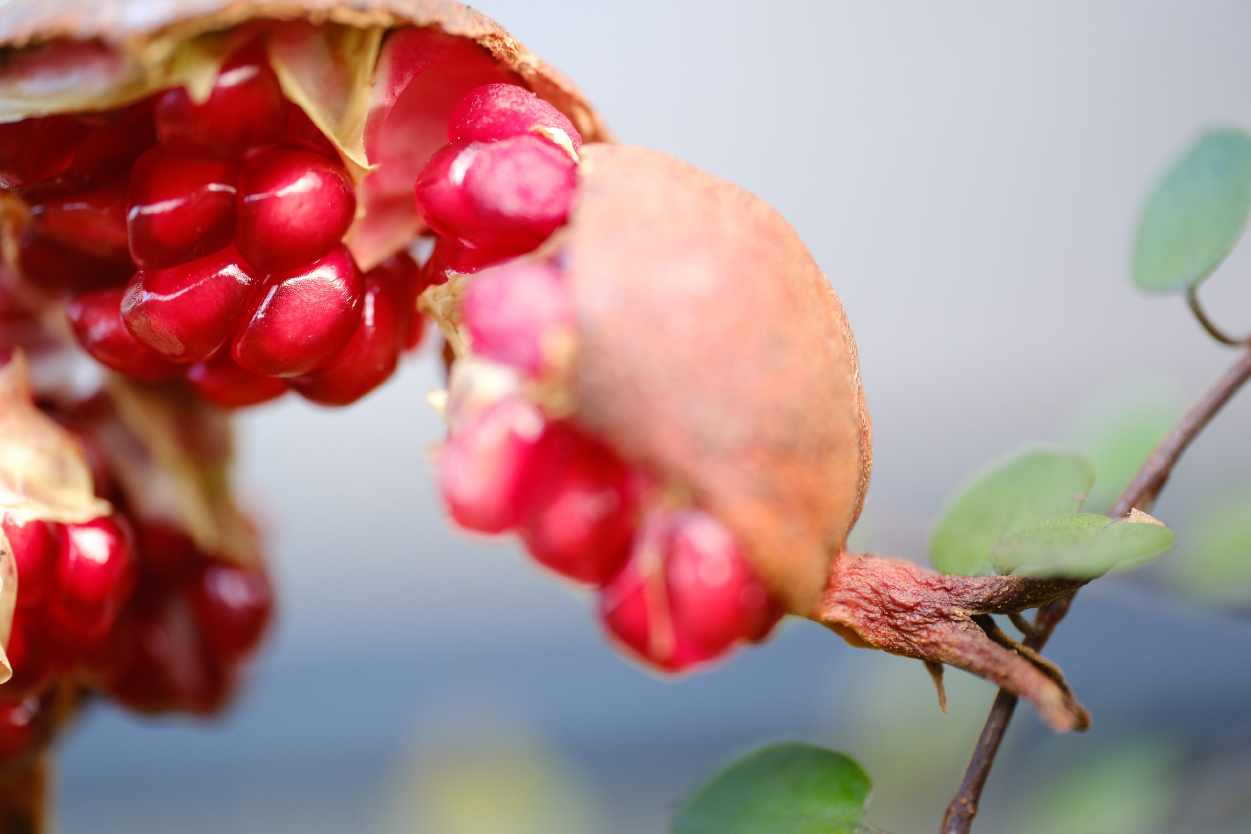 X-T5 2022-12-03 15:00:50 f/3.2 1/75sec ISO-320 50mm Horizontal (normal)