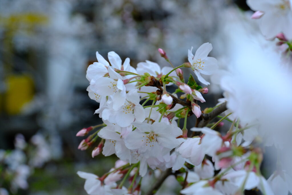 X-E4 2024-04-02 07:17:55 f/5.6 1/150sec ISO-1000 50mm Horizontal (normal)