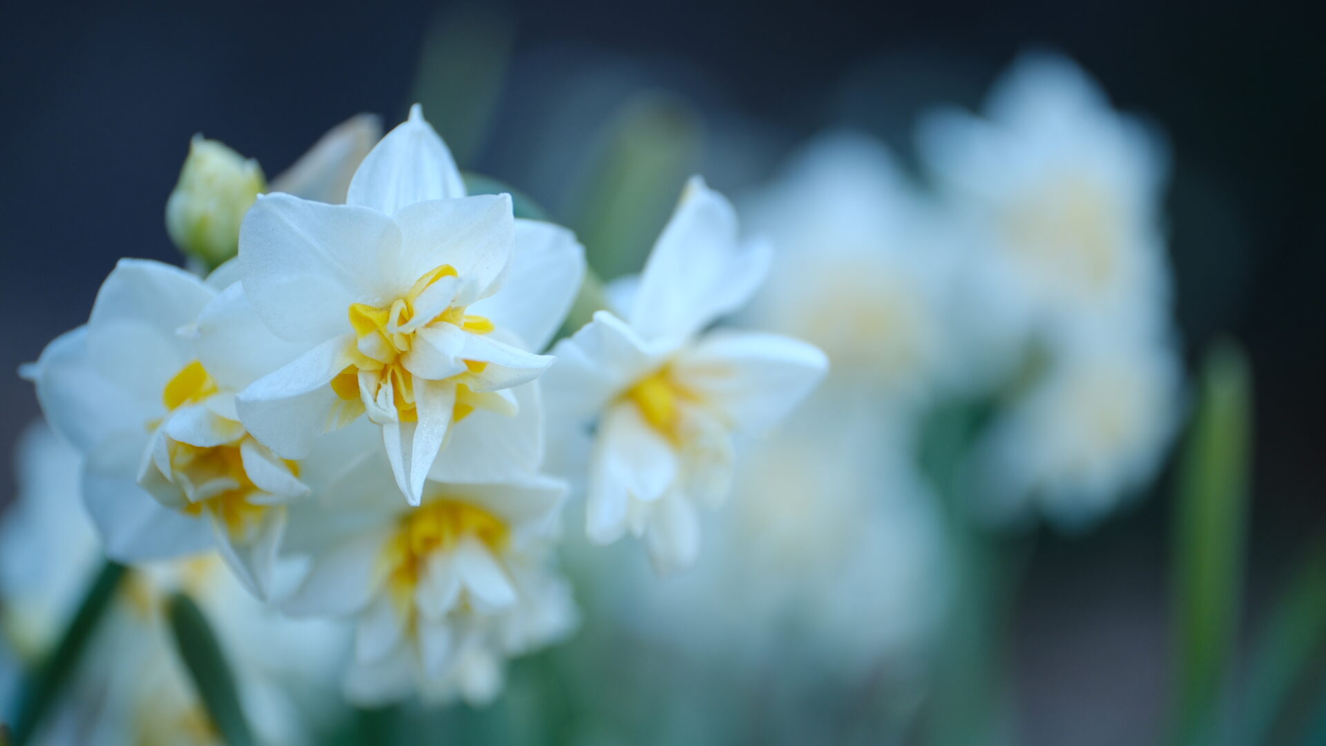 X-T5 2025-02-22 07:32:43 f/2.8 1/60sec ISO-250 50mm Horizontal (normal)